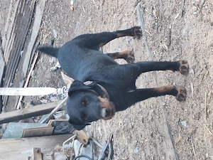 Vand caine jagdterrier 2 ani