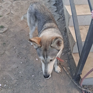 Donez femelă de Husky de 1 an - imagine 3
