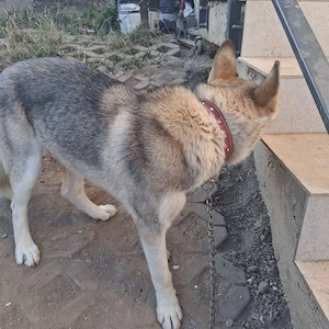 Donez femelă de Husky de 1 an - imagine 2
