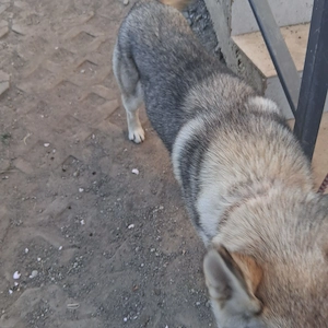 Donez femelă de Husky de 1 an - imagine 4