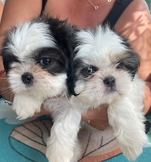 Puiuți shih tzu