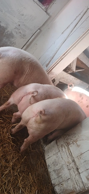 porci 130-350 kg - imagine 4