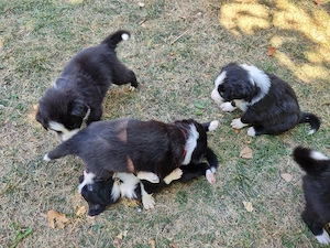 Fetita Border Collie cauta stapan - com. Berceni, Ilfov - imagine 4