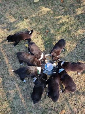Pui Border Collie cauta stapan - Berceni, Ilfov