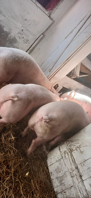 porci 130-350 kg