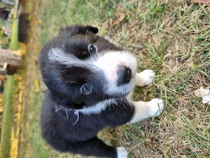 Pui Border Collie cauta stapan - Berceni, Ilfov - imagine 2