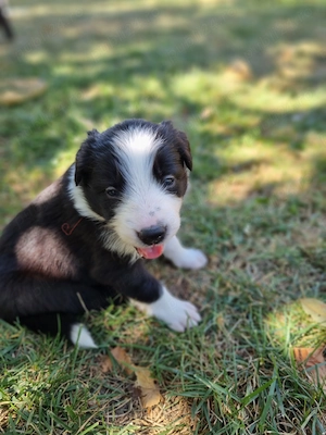Pui Border Collie cauta stapan - Berceni, Ilfov - imagine 3
