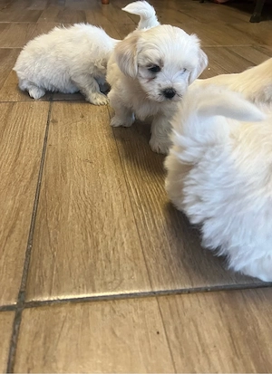 Bichon maltez  - imagine 3