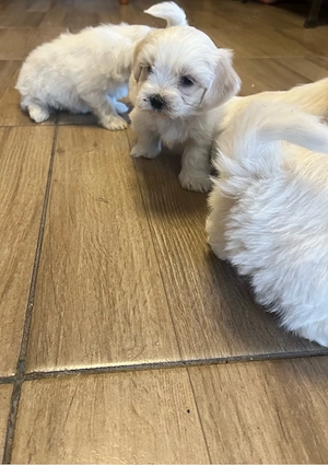 Bichon maltez  - imagine 4