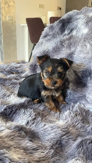 Pui Yorkshire Terrier  - imagine 4