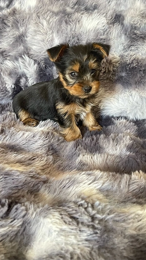 Pui Yorkshire Terrier  - imagine 3