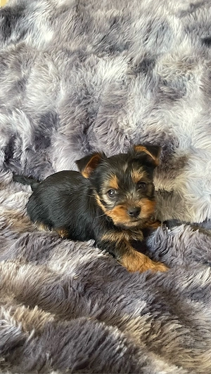 Pui Yorkshire Terrier  - imagine 2