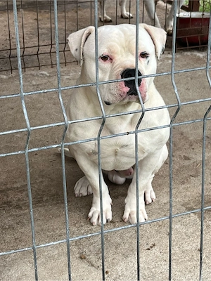 Disponibil mascul american buly cu pedigree - imagine 5