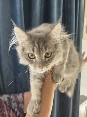 Maine Coon blue - imagine 3