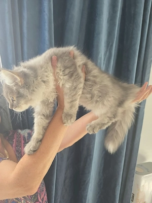 Maine Coon blue - imagine 2
