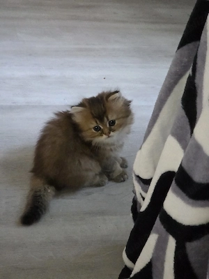 British longhair golden  - imagine 2