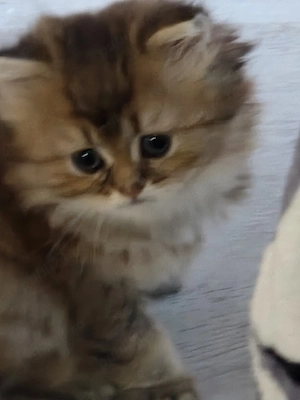 British longhair golden 