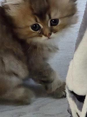 British longhair golden - imagine 4