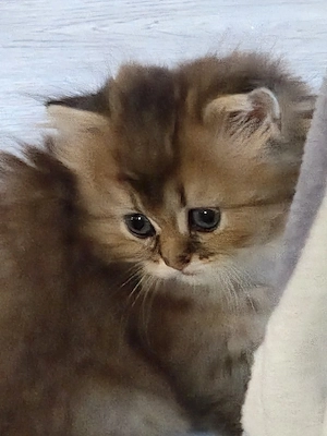 British longhair golden - imagine 3