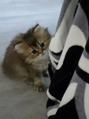 British longhair golden 