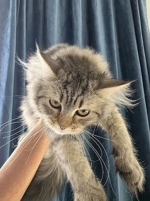 Maine Coon - imagine 3