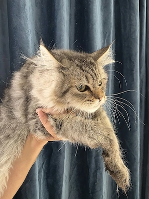 Maine Coon - imagine 4