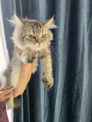 Maine Coon - imagine 2