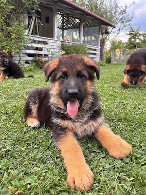 Pui Ciobănesc German cu pedigree exceptional - masculi si femele - Canisa Aus Dem Schessburg