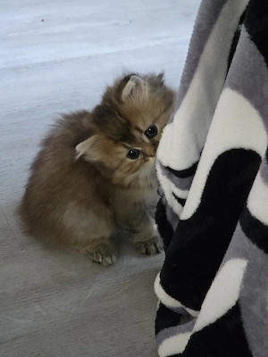 British longhair golden  - imagine 5