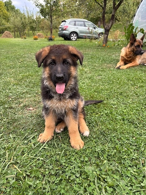Pui Ciobănesc German cu pedigree exceptional - masculi si femele - Canisa Aus Dem Schessburg - imagine 5