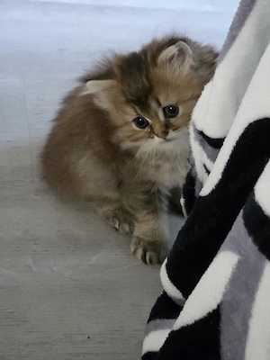 British longhair golden - imagine 4