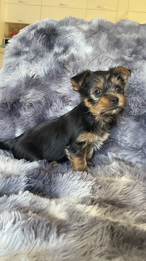 Pui Yorkshire Terrier  - imagine 4
