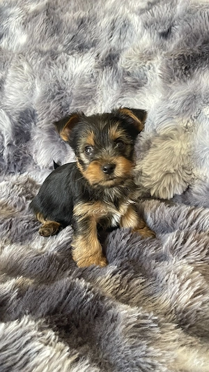 Pui Yorkshire Terrier  - imagine 5
