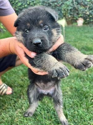 Ciobănesc german pui