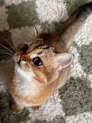 British Shorthair chinchila golden