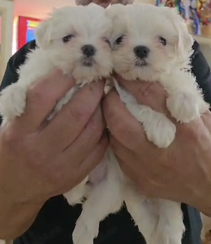 Bichon maltez cu pedigree  - imagine 5