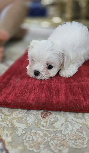 Bichon maltez cu pedigree  - imagine 4