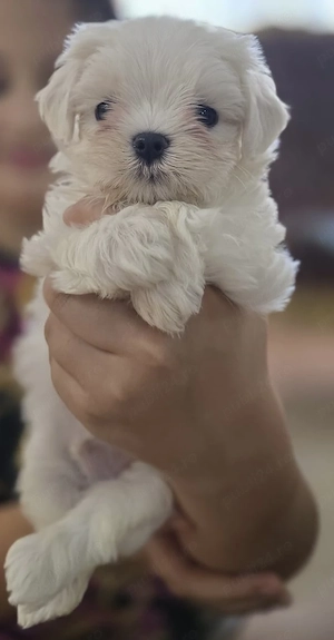 Bichon maltez cu pedigree  - imagine 3