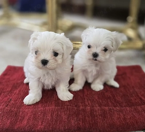 Bichon maltez cu pedigree  - imagine 2