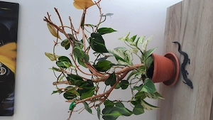 Vând flori naturale