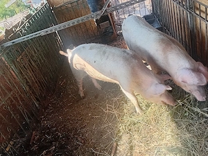 Porc de vanzare - imagine 2