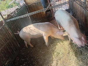 Porc de vanzare