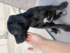 Cane corso  disponibili  - imagine 4