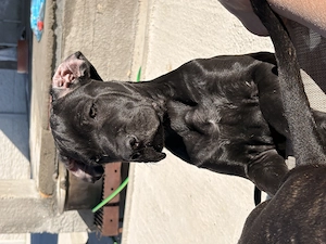 Cane corso  disponibili  - imagine 2