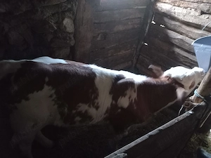 Vând vaca,taur și vițel  - imagine 2