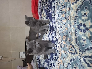 Se vinde british shorthair - imagine 4