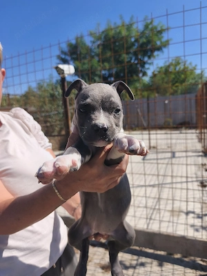 Cățeluși Amstaff Blue  - imagine 3