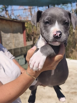 Cățeluși Amstaff Blue  - imagine 4