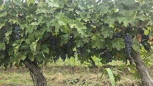 Vand struguri Merlot si Cabernet Sauvignon