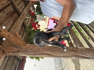 Vând cățeluși Cane Corso  - imagine 5